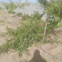 ۱۳۰۰متر خونه باغ|فروش خانه و ویلا|سبزوار, قصبه غربی|دیوار