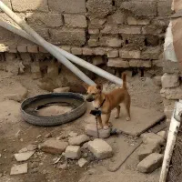 سگ پا کوتاه ۳۰۰۰۰۰۰