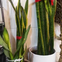 سه عدد گل سانسوریا با گلدان و زیر گلدانی