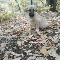 سگ پژدر|سگ|آمل, |دیوار