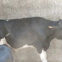 فروش چند راس گوساله پرواری گوشتی