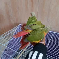 جوجه گرین چیک|پرنده|نیشابور, شهرک فیروزه|دیوار