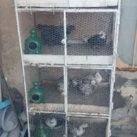 فروشقفسجفتکن.باکبوتر|لوازم جانبی حیوانات|سیرجان, |دیوار