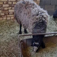 بره ماده(تغل)شال لنگه دوقلو ومنگوله دار