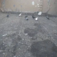 کبوتر برای فروش|پرنده|سوسنگرد, |دیوار