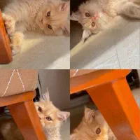 گربه پرشین ماده|گربه|بجنورد, |دیوار