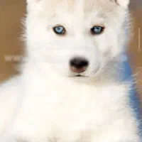 توله سگ هاسکی