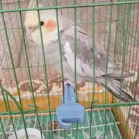 عروس هلندی نرو ماده با قفس