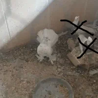 کفتر نر چتری|پرنده|آران و بیدگل, |دیوار