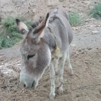 فروش الاغ‌باری‌وجوان‌‌