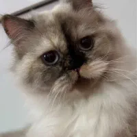 هیمالین ۷ماهه