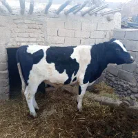 گاو ابستن 8 ماه|حیوانات مزرعه|کرمان, |دیوار