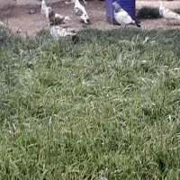 ماکو|پرنده|شوط, |دیوار
