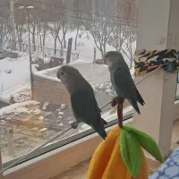 چهار طوطی برزیلی بالغ و سخنگو به همراه لوازم جانبی|پرنده|اردبیل, |دیوار