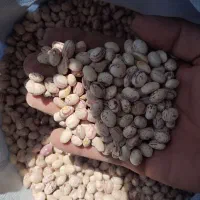 لوبیا چیتی|خوردنی و آشامیدنی|شیراز, شیخ روزبهان|دیوار