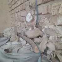 طوقی هفت رنگ