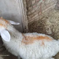 گوسفند بره ماده