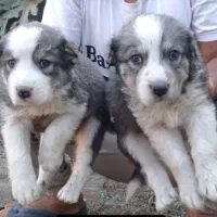 آلابای بااصالت نگهبان.. گله ای و..فی فقط سه|سگ|مشهد, ترمینال|دیوار