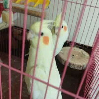 عروس هلندی .