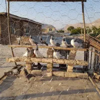 کبوتر کله دم سبز