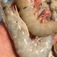 ماهی و میگو تازه و روغن خوراکی