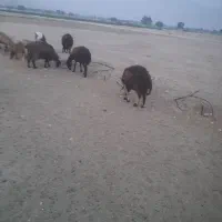 فروش چندمیش