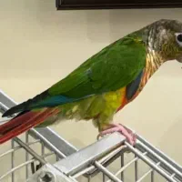طوطی گرینچیک گمشده