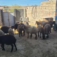 بره ماده|حیوانات مزرعه|کرمانشاه, |دیوار