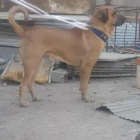 پژدرواگذاری