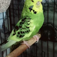 مرغ عشق مولد|پرنده|قم, حاج زینل|دیوار