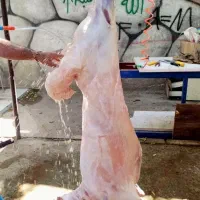 بشتابید دام ارزان شد گوسفند زنده تعاونی**