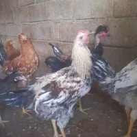 خروس|حیوانات مزرعه|جوانرود, |دیوار