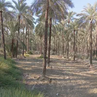 تعداد۸۰اصل نخل|گل و گیاه طبیعی|وحدتیه, |دیوار