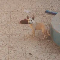 اشپیتز روباهی