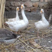 غاز دورگ|حیوانات مزرعه|دره شهر, |دیوار