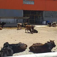 اجاره دامداری شهرستان دماوند