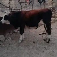 سلام گوساله نر
