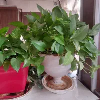 گل پتوس|گل و گیاه طبیعی|مشهد, دانشجو|دیوار