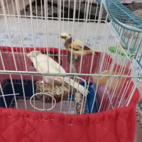 قناری اواز خوان