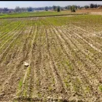 اجاره-3هکتار-زمین-کشاورزی-با-چاه-برقی