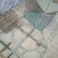 قفس پرنده|لوازم جانبی حیوانات|شیراز, کوشک میدان|دیوار