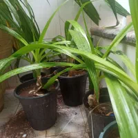 فروش گلدان سوسن