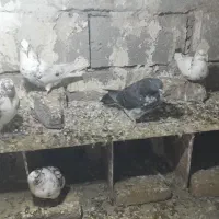 کفتر تهرانی پنج تا|پرنده|مشگین شهر, |دیوار