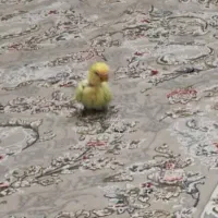 طوطی برزیلی پاربلو سرلاکی|پرنده|صدرا-فارس, فاز ۱|دیوار