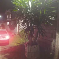 یوکا تمیزوسرحال|گل و گیاه طبیعی|چابکسر, |دیوار