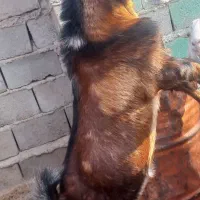 بزچاق وچله نر هردوتاباهم ۳۰میلیون