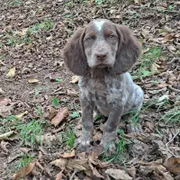 توله سیتر|سگ|رحیمآباد, |دیوار