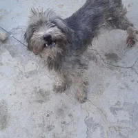 فروشی|سگ|قشم, |دیوار