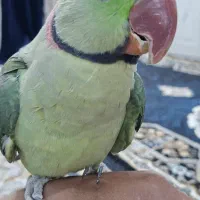 شاه طوطی پاراکیت شاهی