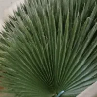 برگ پالم طبیعی